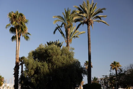 Palm Trees Under Clear Sky