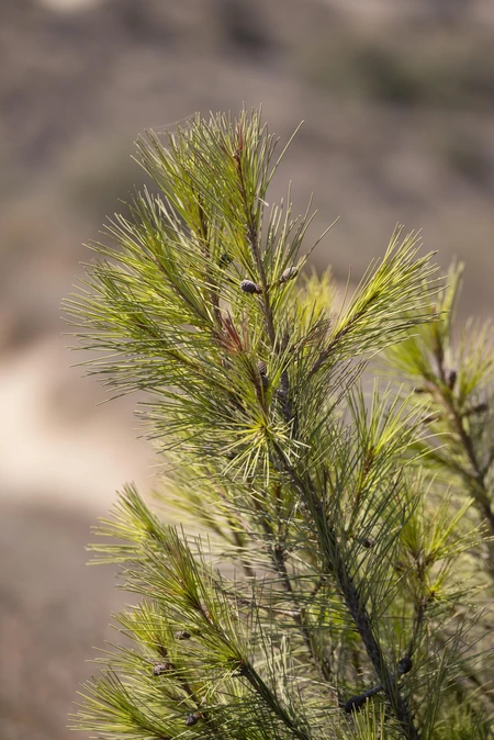 Pine Branch Close-Up