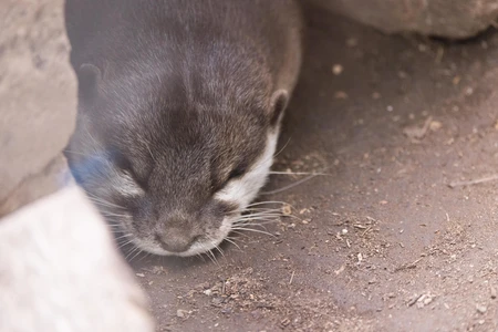 Resting Otter