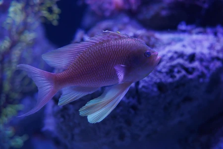 Underwater Serenity
