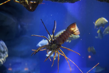 Underwater Exploration