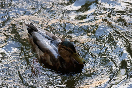 Duck Swimming in Rippling Water