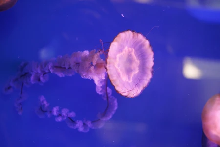 Graceful Jellyfish in Blue Waters