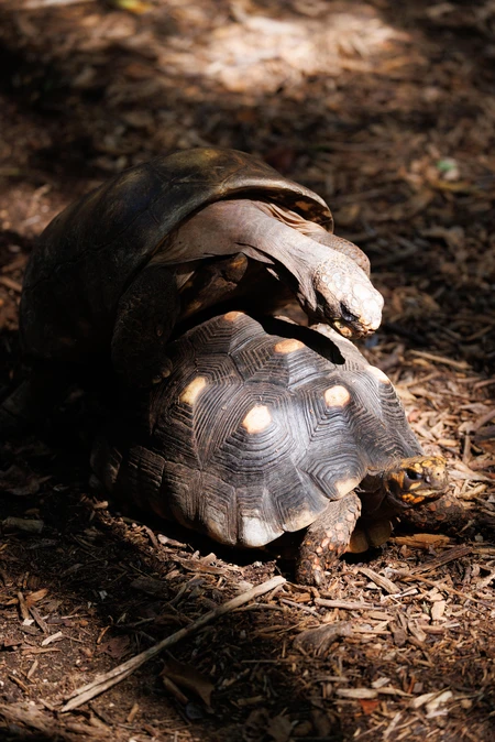 Tortoises in Their Natural Habitat