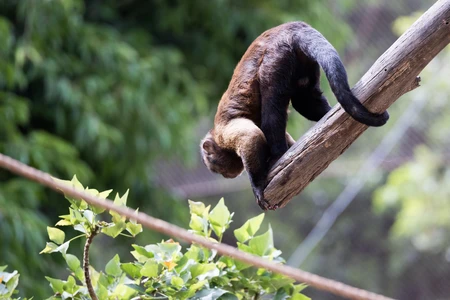 Monkey in Nature