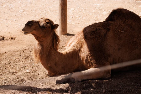 Resting Camel in Desert