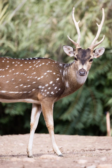 Graceful Deer in Natural Habitat