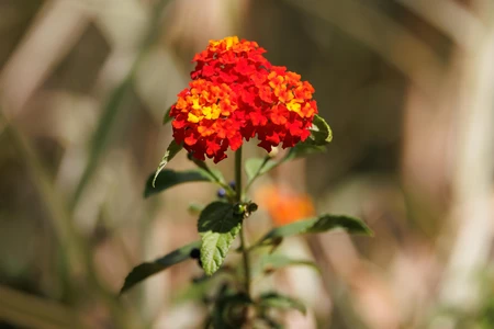 Vibrant Red Flowers