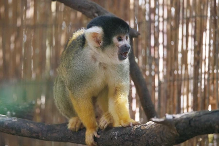 Curious Monkey in Habitat