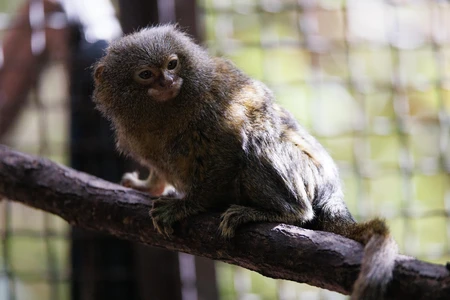 Pygmy Marmoset on a Branch