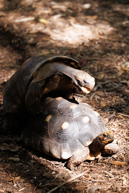 Tortoises in Nature