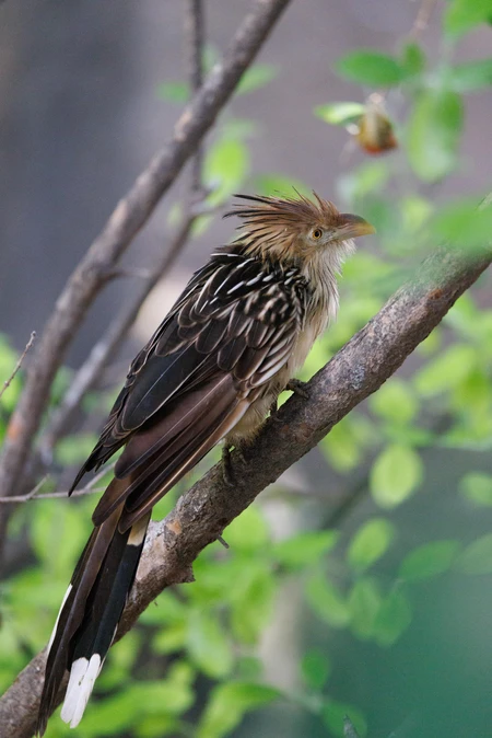 Bird Perched on Branch