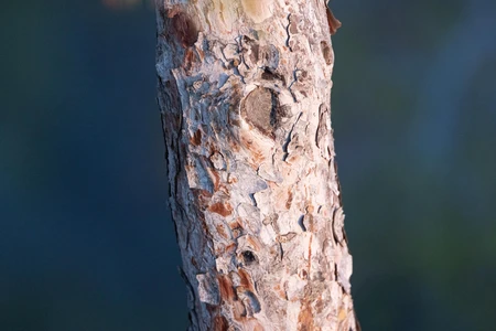 Close-up of Tree Bark