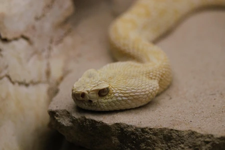 Desert Snake on Rocky Surface