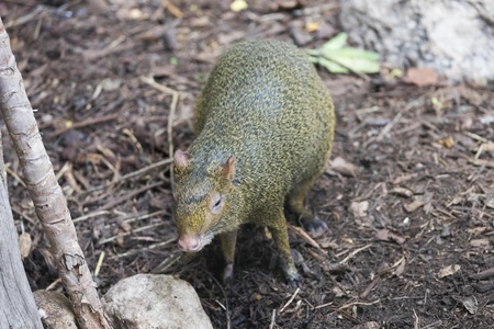 Agouti in Natural Habitat