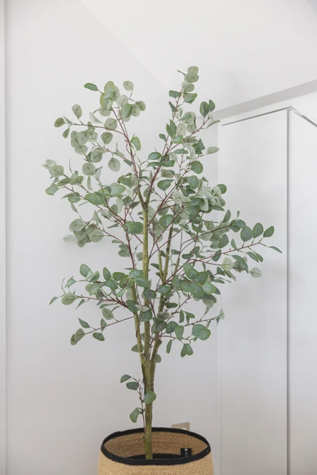 Indoor Plant in Basket