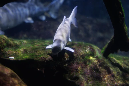 Serene Underwater Scene