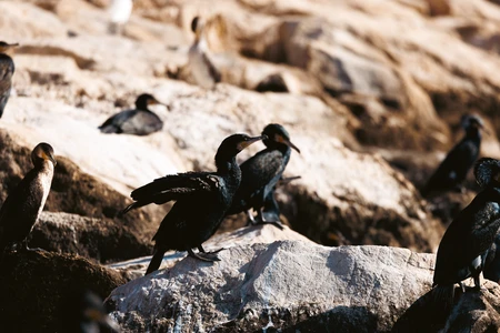 Cormorants on Rocky Shore