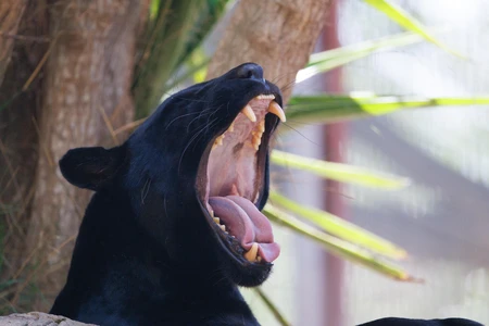 Yawning Black Panther