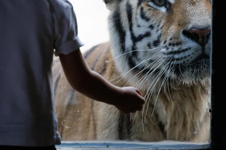 Close Encounter with a Tiger