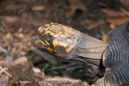 Close-up of a Tortoise