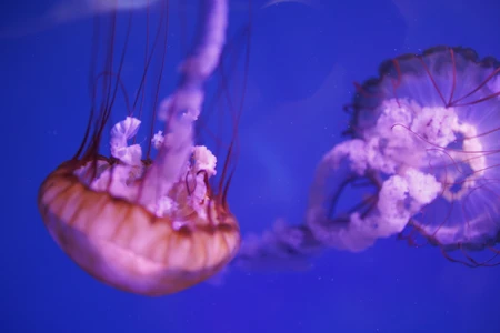 Graceful Jellyfish in Ocean Blue