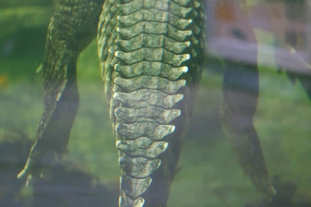 Crocodile Underwater View
