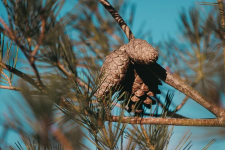 Pine Cones on a Branch