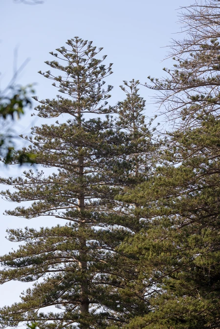 Tall Pine Trees