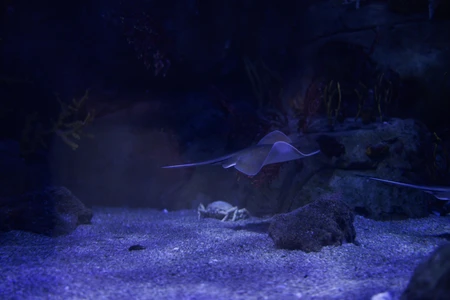 Underwater Scene with Ray and Crab