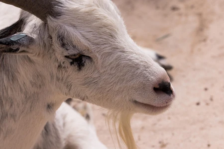 Profile of a Goat