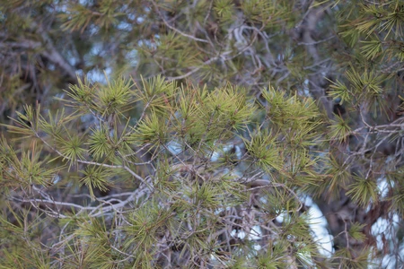 Close-Up of Pine Needles