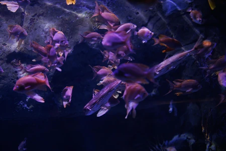 Underwater Dance