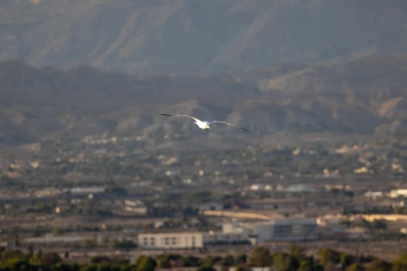 Bird in Mountain Valley