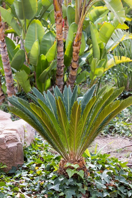 Tropical Foliage in Garden