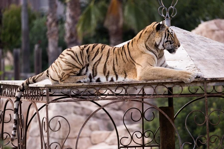 Resting Tiger
