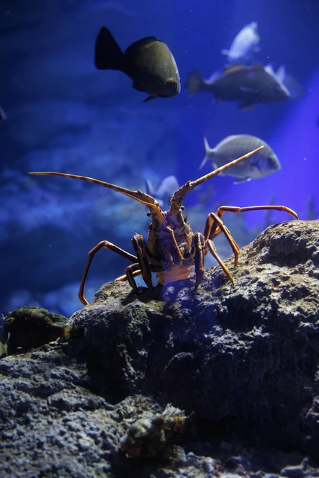 Underwater Scene with Lobster