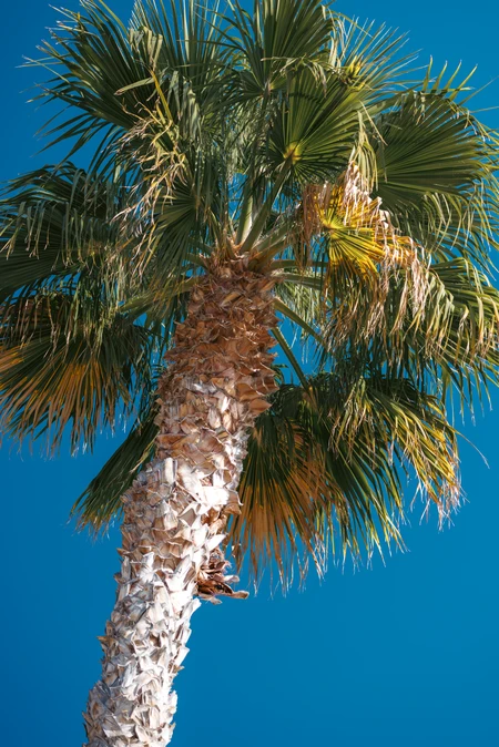 Palm Tree Against Blue Sky