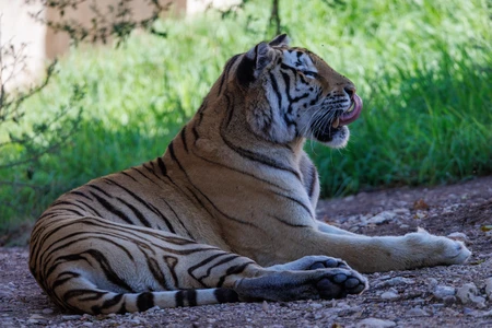 Resting Tiger