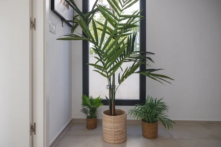 Indoor Plant Arrangement
