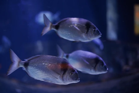 Underwater Fish