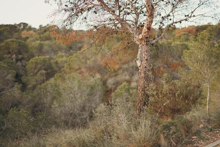 Serene Woodland Scene