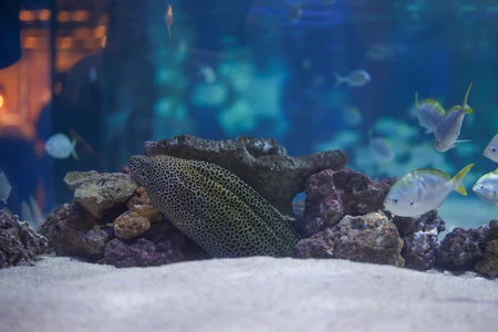 Underwater Aquarium Scene