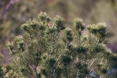 Pine Tree Close-Up