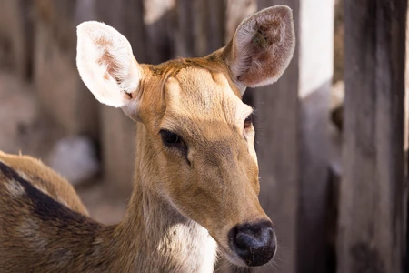 Close-up of a Deer