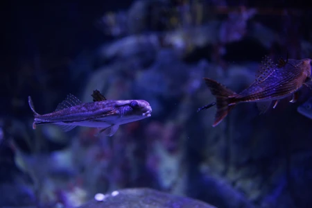 Underwater Marine Observation