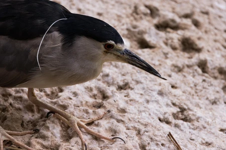 Close-up of a Heron