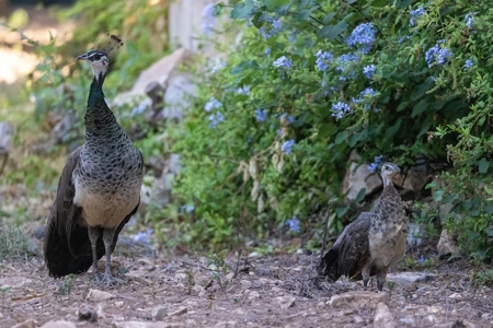 Peahen in Natural Habitat