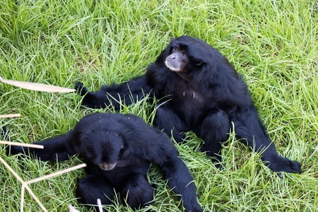 Pair of Black Monkeys in Grass