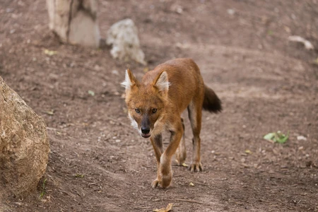 Wild Canine in Natural Habitat